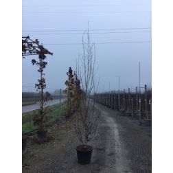 BETULA UTILIS 'DOORENBOS' (B. JACQUEMONTII) CLT. 35 200/250 CM RAMIFICATO nyír