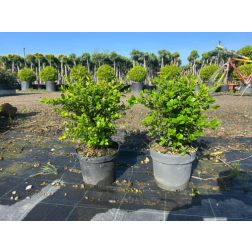 BUXUS MICROPHYLLA 'FAULKNER' CLT. 3 puszp&aacute;ng