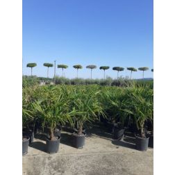 TRACHYCARPUS FORTUNEI (T. EXCELSUS), CHAMAEROPS EXCELSA CLT. 7 kínai kenderpálma