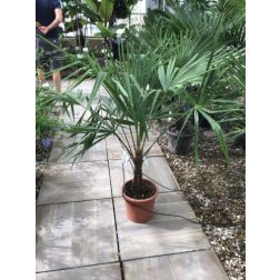 TRACHYCARPUS FORTUNEI (T. EXCELSUS), CHAMAEROPS EXCELSA LV 9 kínai kenderpálma