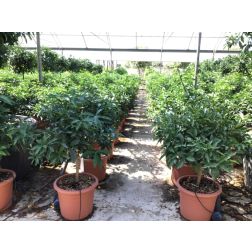 CITRUS FORTUNELLA 'MARGARITA' LV 12 kumkvat