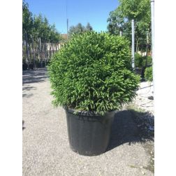 CRYPTOMERIA JAPONICA GLOBOSA NANA LV 9 MINI STANDARD japán ciprus, szugifenyő