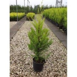 CUPRESSUS MACROCARPA 'GOLDCREST' CLT. 3 ciprus