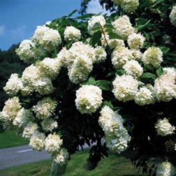 HYDRANGEA PANICULATA GRANDIFLORA CLT. 3 Hortenzia