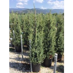 JUNIPERUS COMMUNIS 'HIBERNICA' (J. COMMUNIS 'STRICTA') CLT. 18 125/150 CM boróka