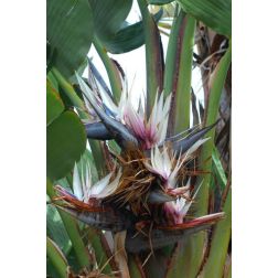 STRELITZIA NICOLAI CLT. 35 200/250 papag&aacute;jvir&aacute;g