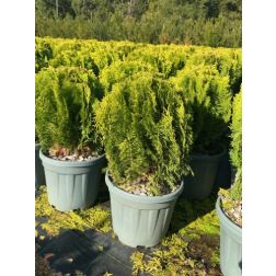 THUJA ORIENTALIS 'AUREA NANA' (T. ORIENTALIS 'COMPACTA AUREA NANA') CLT. 7 keleti &eacute;letfa