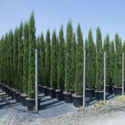 CUPRESSUS SEMPERVIRENS TOTEM CLT. 5 60/80 Európai ciprus