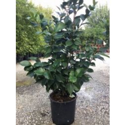 CAMELLIA JAPONICA 'BONOMIANA' CLT. 7 kam&eacute;lia