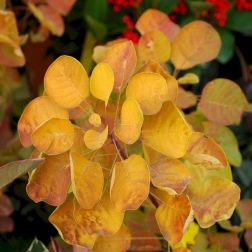 COTINUS COGGYGRIA 'GOLDEN SPIRIT'&reg; CLT. 10 csersz&ouml;m&ouml;rce