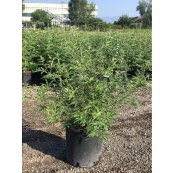 VITEX AGNUS-CASTUS 'ALBA' CLT. 10 bar&aacute;tcserje