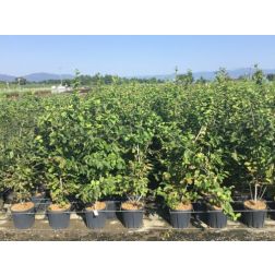 PARROTIA PERSICA CLT. 3 perzsafa