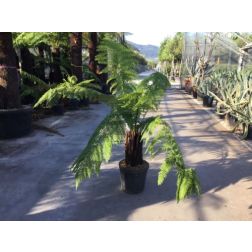DICKSONIA ANTARCTICA CLT. 20 TR.20/30 CM TÖRZSKÖRMÉRET antarktiszi páfrányfa