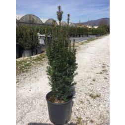 TAXUS X MEDIA 'HILLII' CLT. 5 tiszafa