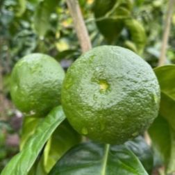 CITRUS LIMETTA 'PURSHA' LV 12 60/80 CM &eacute;des lime