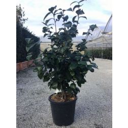 CAMELLIA JAPONICA 'NUCCIO'S PEARL' CLT. 7 kam&eacute;lia
