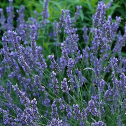 LAVANDULA SPICA (ANGUSTIFOLIA) GROSSO CLT. 10 levendula