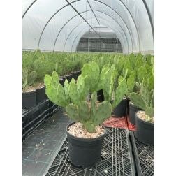 OPUNTIA VULGARIS CLT. 3 f&uuml;gekaktusz