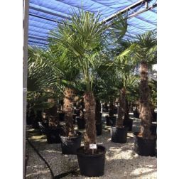 CHAMAEROPS (TRACHYCARPUS)FORTUNEI CLT. 110 TR.140/160 kínai kenderpálma