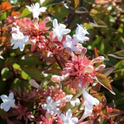 ABELIA X GRANDIFLORA 'COMPACTA' CLT. 3 t&aacute;rnicslonc
