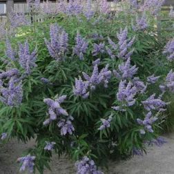 VITEX AGNUS-CASTUS 'LATIFOLIA' CLT. 10 barátcserje