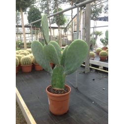 OPUNTIA FICUS INDICA (O. ENGELMANII) LV 12 f&uuml;gekaktusz