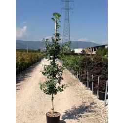 GINKGO BILOBA CLT. 18 150/175 CM páfrányfenyő