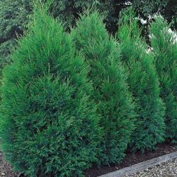 CUPRESSOCYPARIS LEYLANDII BLUE JEANS CLT. 10 100/125 Leyland ciprus