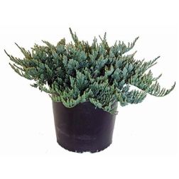JUNIPERUS HORIZONTALIS 'ICE BLUE' &reg; CLT. 3 henyebor&oacute;ka