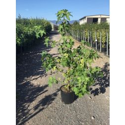 LIQUIDAMBAR STYRACIFLUA CLT. 10 100/125 CM RAMIFICATO ámbrafa