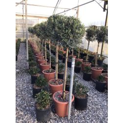 OLEA EUROPAEA LV 15 MEZZO FUSTO olajfa