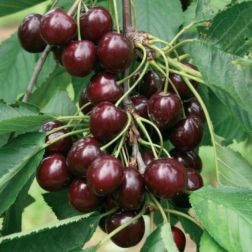 PRUNUS AVIUM NANA GARDEN BING (R) CLT. 10 MINI STANDARD törpe cseresznye