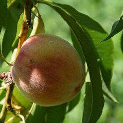 PRUNUS PERSICA NANA BONANZA CLT. 10 MINI STANDARD Őszibarack
