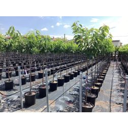 PRUNUS AVIUM 'BIGARREAU HEDELFINGEN' ('GÉANT D'HEDELFINGEN') CLT. 15 MEZZO FUSTO cseresznye