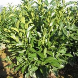 PRUNUS LAUROCERASUS 'CAUCASICA FONTANETTES'&reg; CLT. 3 bab&eacute;rmeggy
