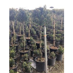PRUNUS LUSITANICA 'BRENELIA'' CLT. 12 MEZZO FUSTO portug&aacute;l bab&eacute;rmeggy