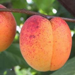 PRUNUS ARMENIACA 'BERGERON' CLT. 6 MEZZO FUSTO kajszibarack