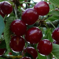 PRUNUS AVIUM 'BIGARREAU BURLAT' CLT. 6 MEZZO FUSTO cseresznye