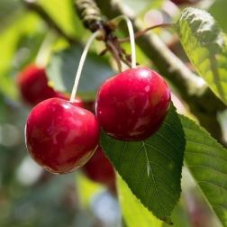 PRUNUS AVIUM 'BIGARREAU HEDELFINGEN' ('GÉANT D'HEDELFINGEN') CLT. 6 MEZZO FUSTO cseresznye