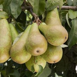 PYRUS COMMUNIS 'CONFERENCE' CLT. 6 MEZZO FUSTO körte