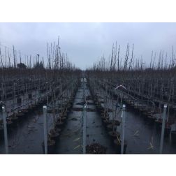 PYRUS COMMUNIS 'DECANA DEL COMIZIO' CLT. 6 MEZZO FUSTO k&ouml;rte