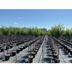 PRUNUS DOMESTICA 'SANTA ROSA' CLT. 6 MEZZO FUSTO szilva