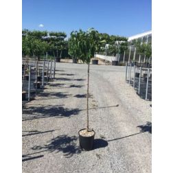 PRUNUS PERSICA 'DIXIRED' CLT. 6 MEZZO FUSTO őszibarack