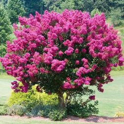 LAGERSTROEMIA INDICA 'RUBRA MAGNIFICA' CLT. 10 kínai selyemmirtusz
