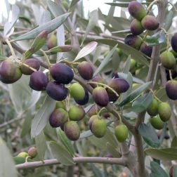 OLEA EUROPAEA 'LECCINO' CLT. 15 MEZZO FUSTO olajfa