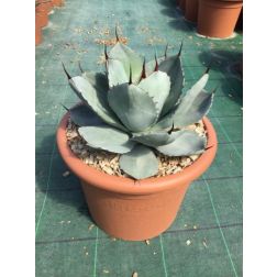 AGAVE PARRYI SSP. TRUNCATA LV 6 ag&aacute;v&eacute;