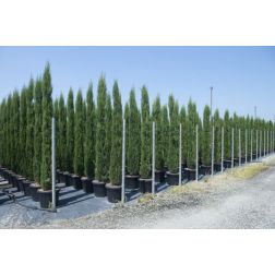 CUPRESSUS SEMPERVIRENS TOTEM CLT. 10 európai ciprus