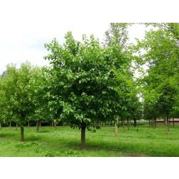 MORUS ALBA CLT. 6 MEZZO FUSTO eperfa