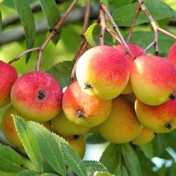 SORBUS DOMESTICA CLT. 6 MEZZO FUSTO házi berkenye