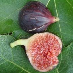 FICUS CARICA 'RONDE DE BORDEAUX' CLT. 10 füge